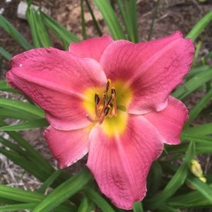 Meet your Posher, Dorothy